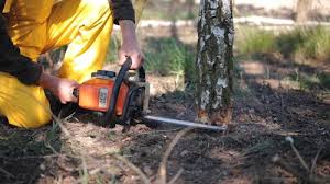 Best Tree Maintenance Programs  in Wellford, SC