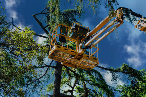 Best Tree Preservation Services  in Wellford, SC