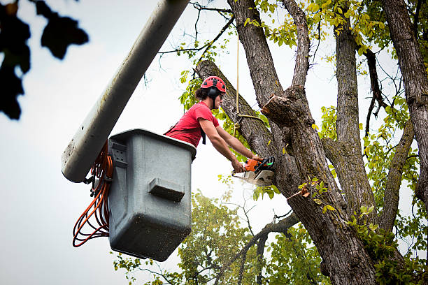 Best Root Management and Removal  in Wellford, SC