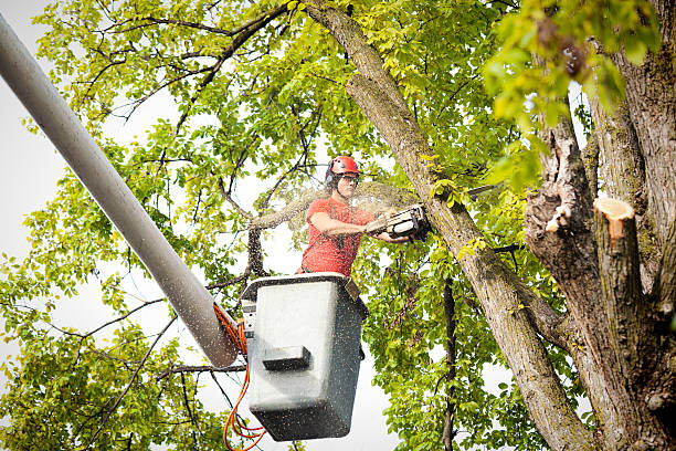 Best Hedge Trimming  in Wellford, SC